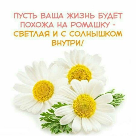 Ромашка на белом фоне