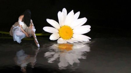 Ромашки романтика