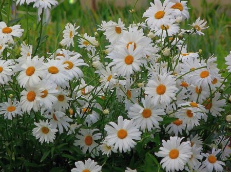 Статус про ромашки