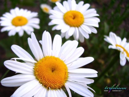 Смешная ромашка