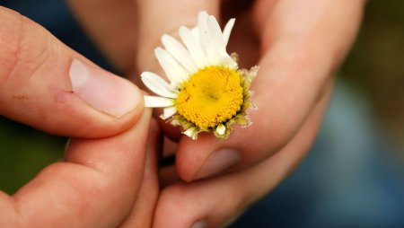 Ромашка цветки