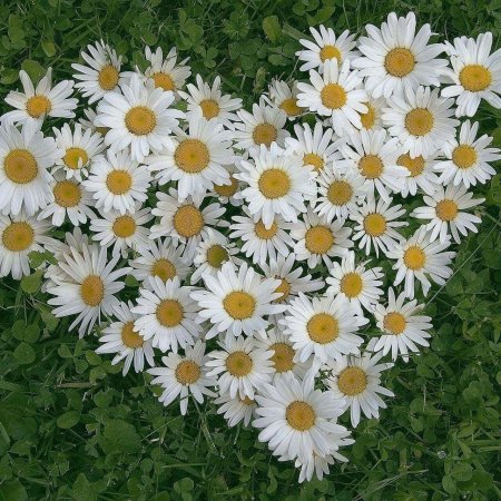 День семьи любви и верности июля