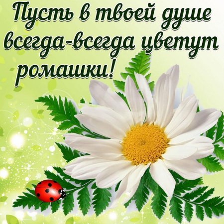 Добрые пожелания с ромашками