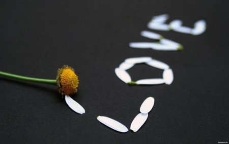 Ромашка с оторванным лепестком