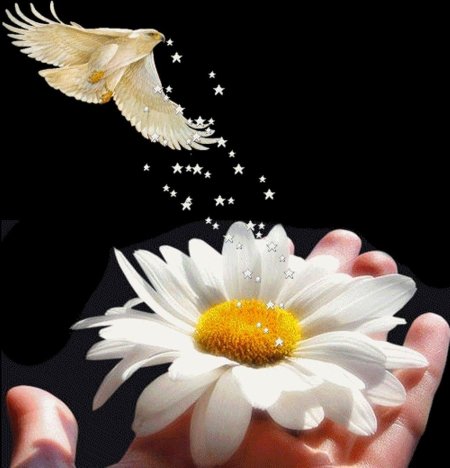 Цветок в ладонях