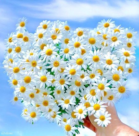 Позитивная ромашка