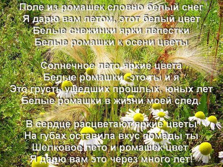 Стихи про ромашки короткие и красивые