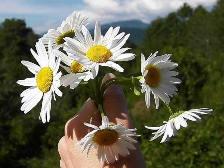 Ромашка ко дню семьи любви и верности