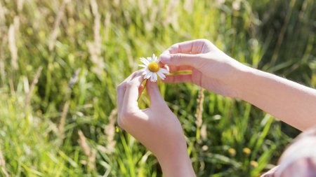 Ромашка в руках