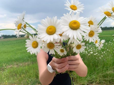 Красивые ромашки