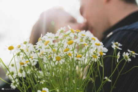 Ромашка лекарственная