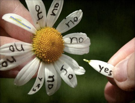 Гадание на ромашке