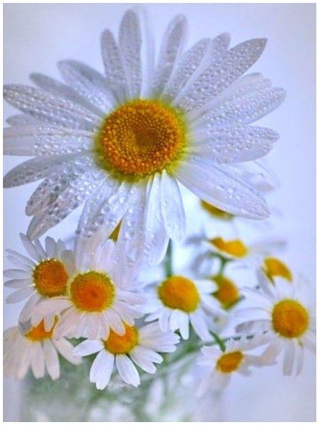 Ромашка цветок