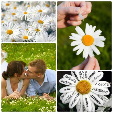 День семьи любви и верности ромашка
