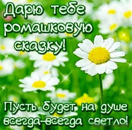 Дарю тебе ромашки