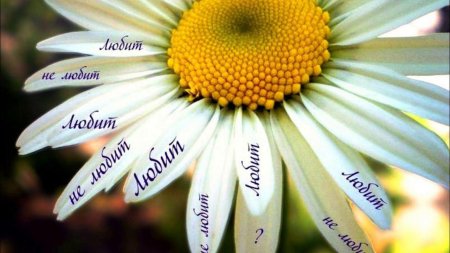 Гадание по ромашке