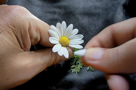 Гадать на ромашке