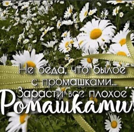 Зарасти ромашками