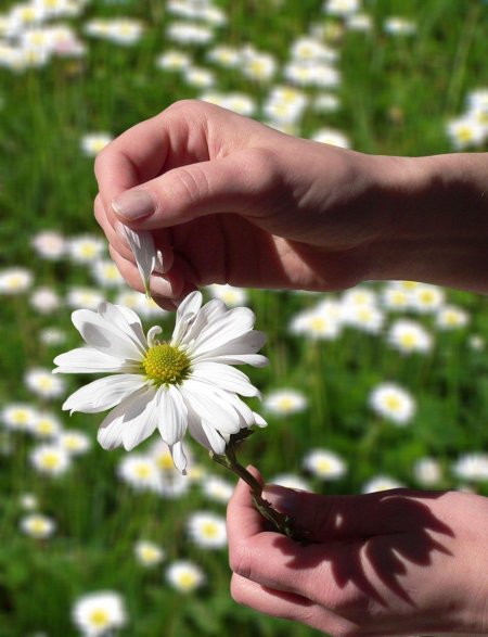 Ромашка в руках