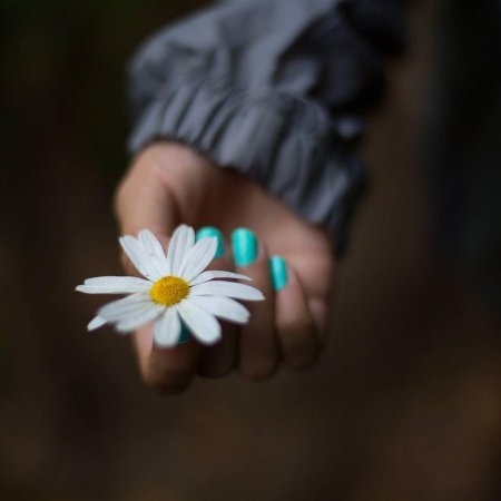 Ромашка в руках