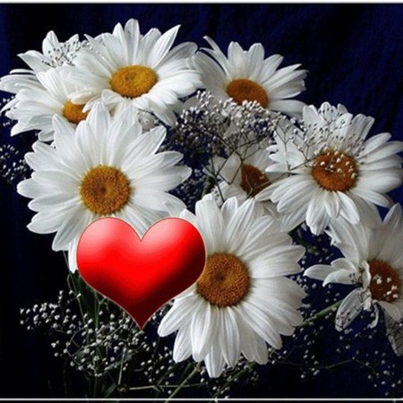 Букет ромашек для любимой
