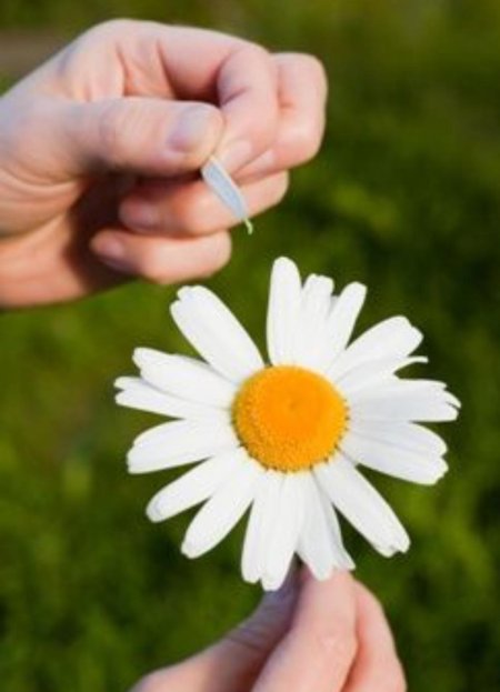 Гадать на ромашке