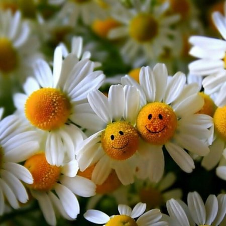 Веселая ромашка