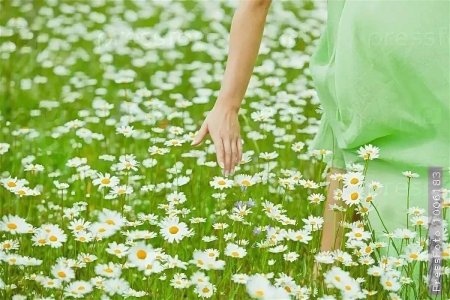 Девушка в ромашках