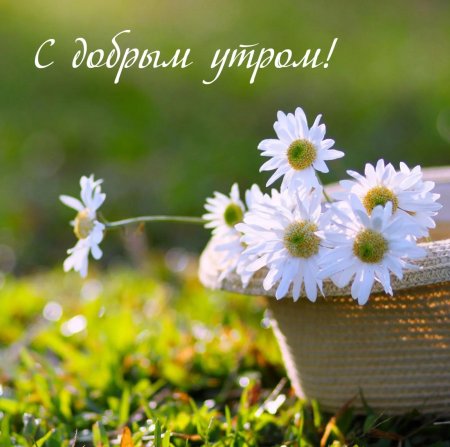 С ромашками