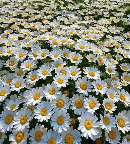 Поле ромашек