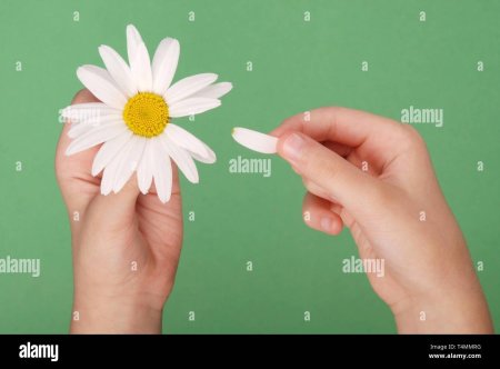 Ромашка в руках