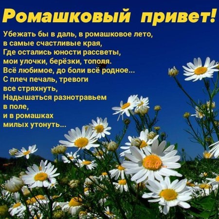 Ромашковое лето
