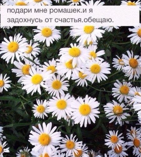 Ромашка нивяник