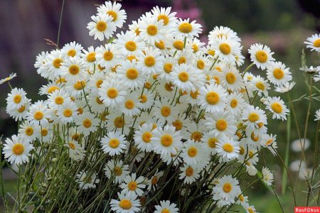 Ромашка полевая