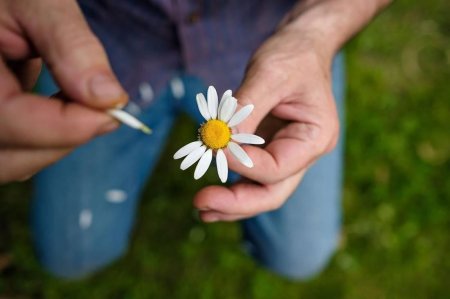 Ромашка любит не любит