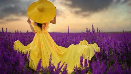 Лавандовое поле