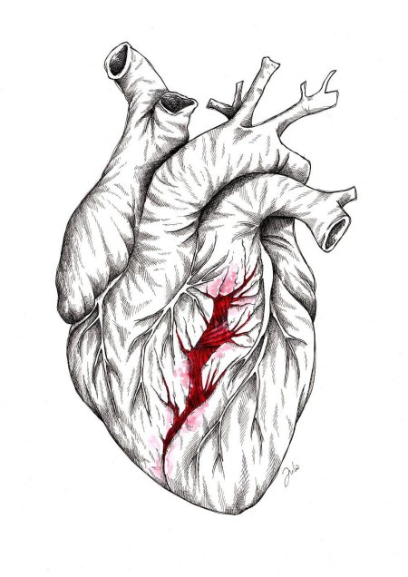 Сердца анатомия