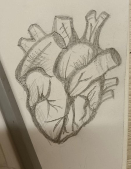 Рисунки для срисовки сердце человеческое