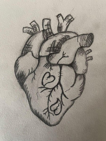 Сердце человека