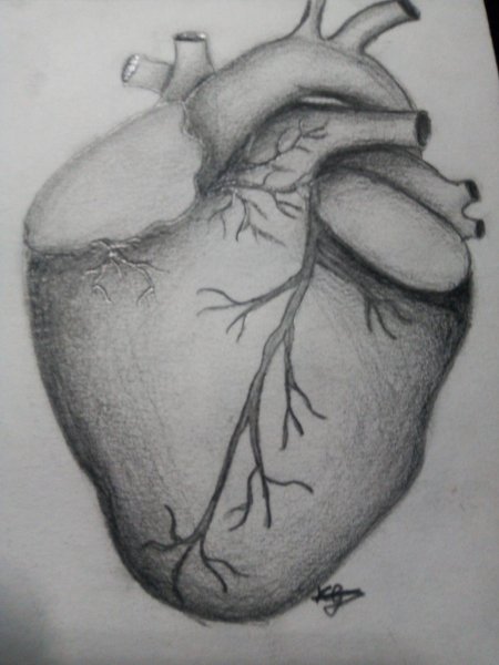 Рисунок анатомического сердца