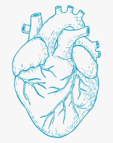 Сердце человека рисунок