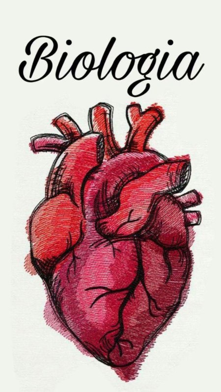 Человеческое сердце