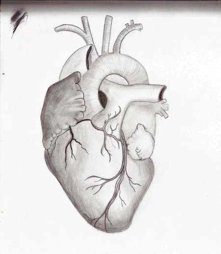 Рисунок сердца человека карандашом