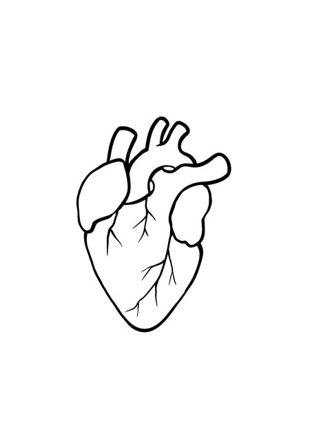 Человеческое сердце контур
