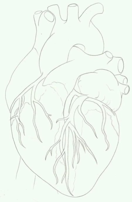 Анатомическое сердце контур