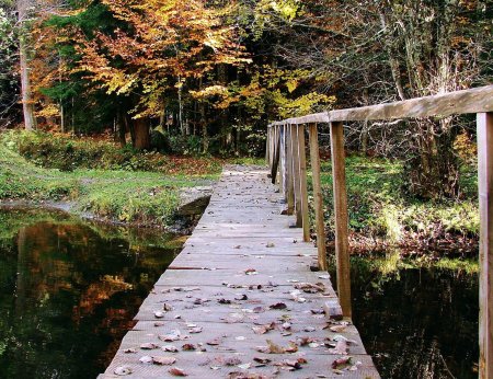 Мостик в лесу