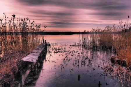 Озеро камыши