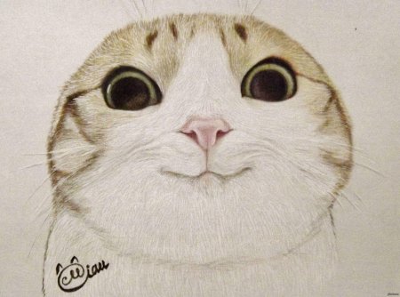 Рисунок кот