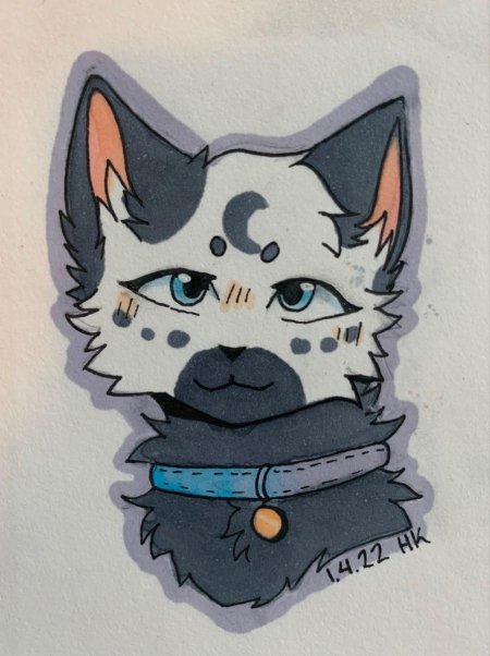 Коты воители милые