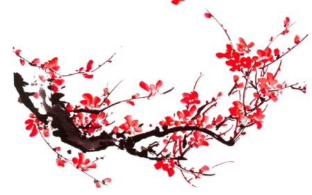 Ветка сакуры на прозрачном фоне